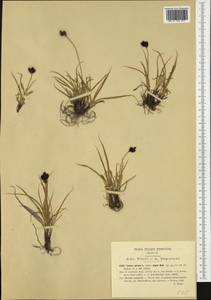 Carex parviflora Host, Western Europe (EUR) (Italy)