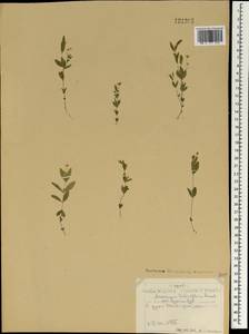 Moehringia lateriflora (L.) Fenzl, Mongolia (MONG) (Mongolia)