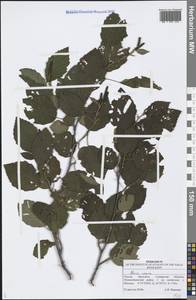 Alnus incana (L.) Moench, Eastern Europe, Middle Volga region (E8) (Russia)