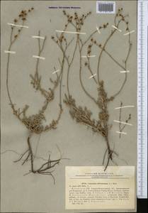 Limonium suffruticosum (L.) Kuntze, Middle Asia, Caspian Ustyurt & Northern Aralia (M8) (Kazakhstan)