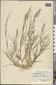 Agrostis stolonifera L., Eastern Europe, Northern region (E1) (Russia)