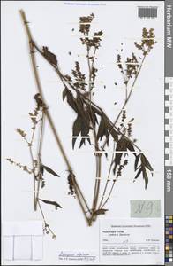 Koenigia alpina (All.) T. M. Schust. & Reveal, Siberia, Altai & Sayany Mountains (S2) (Russia)