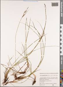 Carex appendiculata (Trautv. & C.A.Mey.) Kük., Siberia, Russian Far East (S6) (Russia)