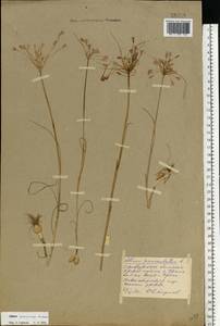 Allium praescissum Rchb., Eastern Europe, Eastern region (E10) (Russia)