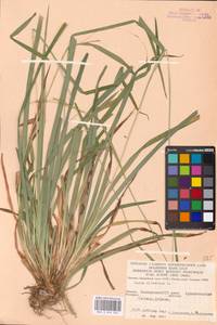 Carex sylvatica Huds., Eastern Europe, Eastern region (E10) (Russia)