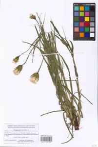 Tragopogon orientalis L., Eastern Europe, Moscow region (E4a) (Russia)