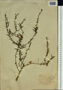 Caragana pygmaea (L.) DC., Siberia, Western (Kazakhstan) Altai Mountains (S2a) (Kazakhstan)