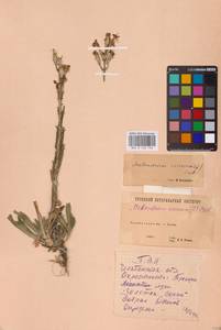 Silene viscosa (L.) Pers., Eastern Europe, Eastern region (E10) (Russia)