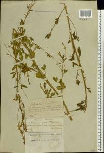 Melilotus albus Medik., Eastern Europe, Central forest-and-steppe region (E6) (Russia)