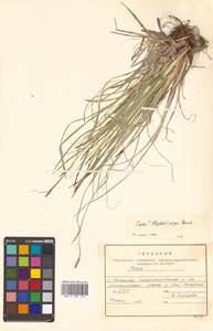 Carex blepharicarpa Franch., Siberia, Russian Far East (S6) (Russia)