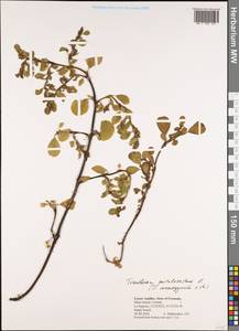 Trianthema portulacastrum L., America (AMER) (Grenada)