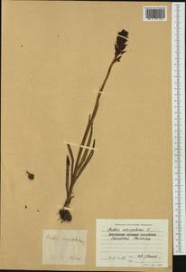 Anacamptis coriophora (L.) R.M.Bateman, Pridgeon & M.W.Chase, Western Europe (EUR) (Bulgaria)