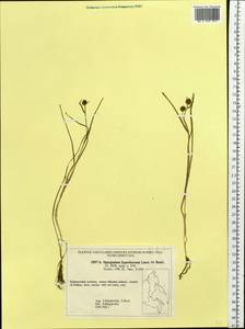 Sparganium hyperboreum Laest. ex Beurl., Siberia, Russian Far East (S6) (Russia)