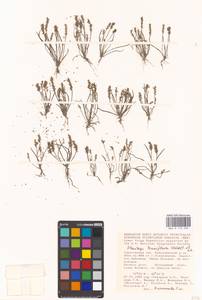 Plantago tenuiflora Waldst. & Kit., Eastern Europe, Lower Volga region (E9) (Russia)