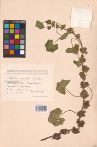 Malva pusilla Sm., Eastern Europe, Central region (E4) (Russia)