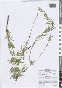 Silene tatarica (L.) Pers., Eastern Europe, Lower Volga region (E9) (Russia)