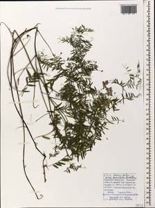 Vicia tenuifolia subsp. subalpina (Grossh.) Zernov, Caucasus, Stavropol Krai, Karachay-Cherkessia & Kabardino-Balkaria (K1b) (Russia)