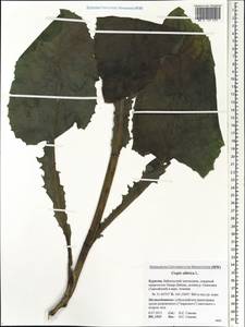Crepis sibirica L., Siberia, Baikal & Transbaikal region (S4) (Russia)