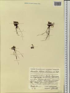 Cherleria biflora (L.) A. J. Moore & Dillenb., Siberia, Central Siberia (S3) (Russia)