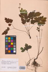 Actaea spicata L., Eastern Europe (no precise locality) (E0)