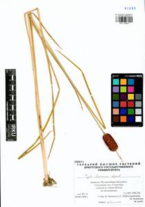 Typha laxmannii Lepech., Siberia, Baikal & Transbaikal region (S4) (Russia)