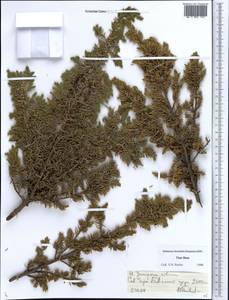 Juniperus communis var. saxatilis Pall., Middle Asia, Northern & Central Tian Shan (M4) (Kazakhstan)