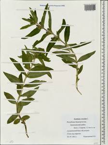 Gentiana cruciata, Eastern Europe, Eastern region (E10) (Russia)