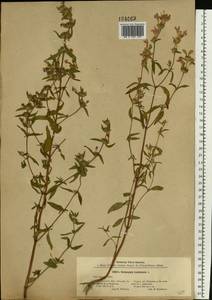 Galeopsis ladanum L., Eastern Europe, Middle Volga region (E8) (Russia)