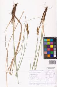 Carex appropinquata Schumach., Eastern Europe, Central region (E4) (Russia)