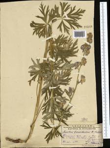 Aconitum nemorum Popov, Middle Asia, Pamir & Pamiro-Alai (M2) (Uzbekistan)