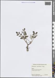 Hedysarum candidum M.Bieb., Crimea (KRYM) (Russia)