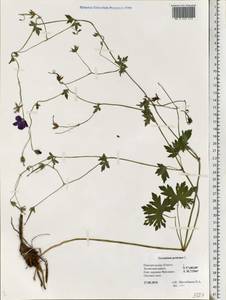 Geranium pratense L., Eastern Europe, North-Western region (E2) (Russia)