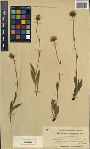 Hieracium subspeciosum, Western Europe (EUR) (Italy)