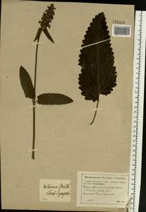 Betonica officinalis subsp. officinalis, Eastern Europe, Moscow region (E4a) (Russia)