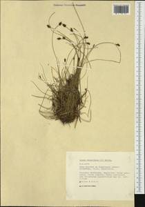 Carex davalliana Sm., Western Europe (EUR) (Austria)