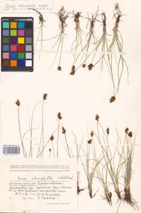 Carex stenophylla Wahlenb., Eastern Europe, Lower Volga region (E9) (Russia)