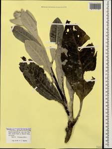 Verbascum gnaphalodes M. Bieb., Caucasus, Krasnodar Krai & Adygea (K1a) (Russia)