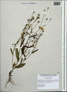 Crepis foliosa Babc., Eastern Europe, Eastern region (E10) (Russia)