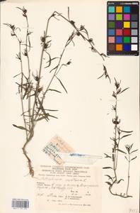 MHA 0 159 499, Misopates orontium subsp. orontium, Eastern Europe, West Ukrainian region (E13) (Ukraine)