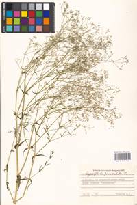 Gypsophila paniculata L., Eastern Europe, Moscow region (E4a) (Russia)