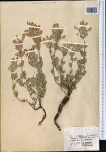 Dracocephalum diversifolium Rupr., Middle Asia, Western Tian Shan & Karatau (M3) (Kyrgyzstan)