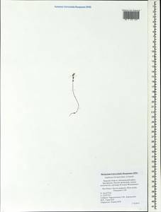 Euphrasia × vernalis List, Eastern Europe, North-Western region (E2) (Russia)