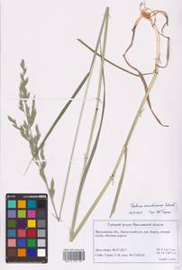Festuca arundinacea Schreb. , nom. cons., Eastern Europe, Central forest region (E5) (Russia)