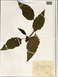 Vernonia, Africa (AFR) (Ethiopia)