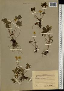 Ranunculus turneri Greene, Siberia, Western Siberia (S1) (Russia)