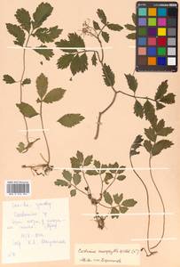 Cardamine macrophylla Willd., Siberia, Russian Far East (S6) (Russia)