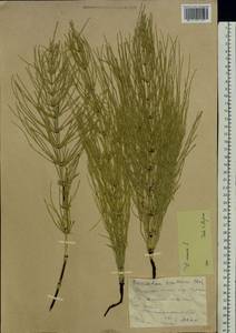 Equisetum arvense L., Eastern Europe, Central forest-and-steppe region (E6) (Russia)