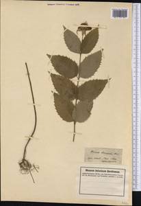Monarda clinopodia L., America (AMER) (United States)