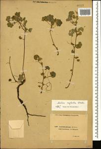 Malva neglecta Wallr., Caucasus, Azerbaijan (K6) (Azerbaijan)