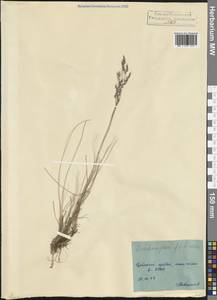 Avenella flexuosa (L.) Drejer, Caucasus, North Ossetia, Ingushetia & Chechnya (K1c) (Russia)